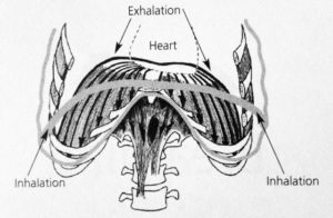 Fig 2 Diaphragm