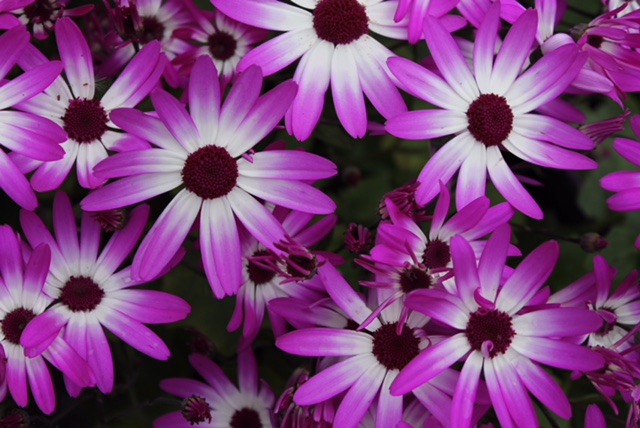 purple daisies